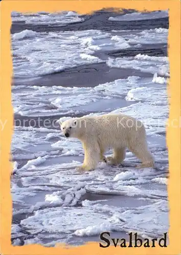 Eisbaer Polar Bear Svalbard  Kat. Tiere