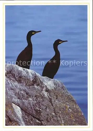 Voegel Shag Norway Kormorane Phalacrocorax Kat. Tiere