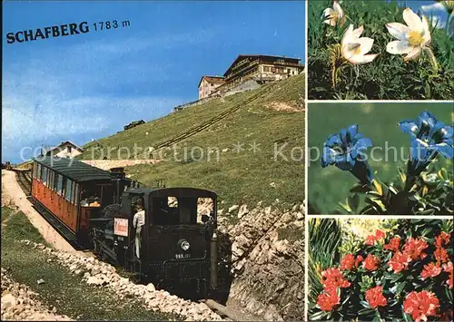 Zahnradbahn Schafberg Alpenblumen Salzkammergut  Kat. Bergbahn