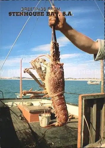 Meerestiere Hummer Stenhouse Bay Australia Crayfish Rock Lobster Kat. Tiere