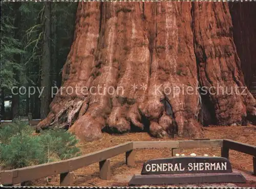 Baeume Trees Sequoia National Park California General Sherman Tree Kat. Pflanzen