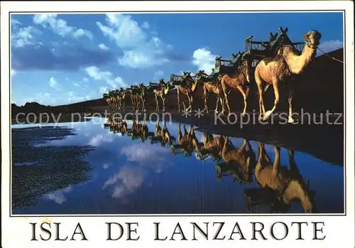 Kamele Isla de Lanzarote Montanas del Fuego  Kat. Tiere