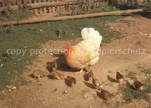 Gefluegel Huhn Kueken  Kat. Tiere