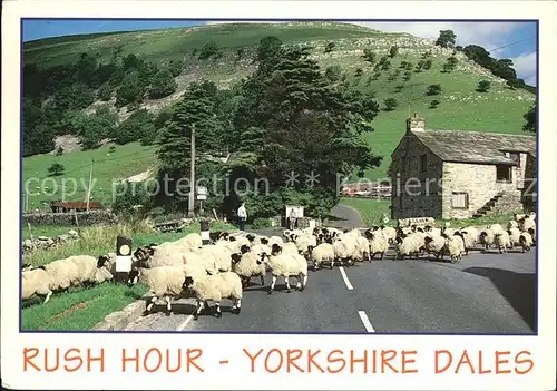 Schafe Rush Hour Yorkshire Dales  Kat. Tiere