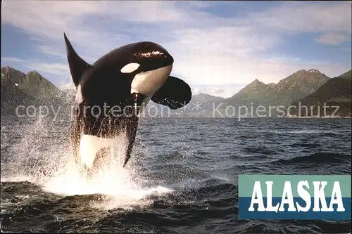 Wal Orca Whale Alaska  Kat. Tiere