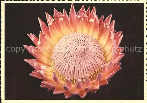 Blumen Protea Cynaroides Koenigs Protea Kat. Pflanzen