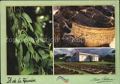 Landwirtschaft Vanille Ile de la Reunion  Kat. Landwirtschaft