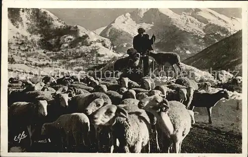 Schafe Hirte Pyrenees Troupeau dans la Montagne Kat. Tiere