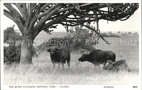 Bueffel Queen Elizabeth National Park Uganda Buffalo Kat. Tiere