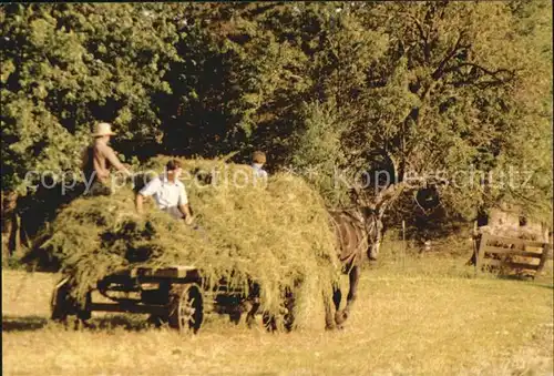 Landwirtschaft Amish Hauling Alfalfa  Kat. Landwirtschaft