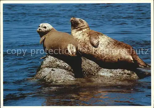 Seehunde Robben Harbor Seals Monterey Bay California Kat. Tiere