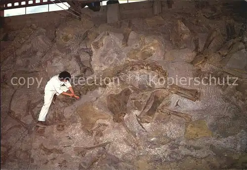 Dinosaurier Dinosaur National Monument Fossil Bones  Kat. Tiere