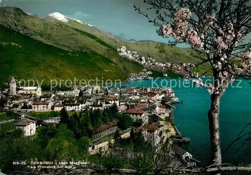 Cannobio Lago Maggiore Panorama Baumbluete Kat. Italien