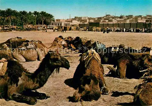 Touggourt Markten Kamele Kat. Algerien