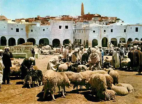 Ghardaia Markt Schafe  Kat. Algerien