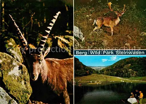 Todtnau Berg Wild Park Steinwasen Kat. Todtnau