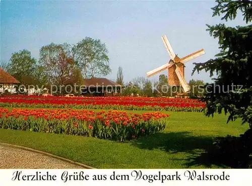 Walsrode Lueneburger Heide Tulpenbluete Vogelpark Windmuehle Kat. Walsrode