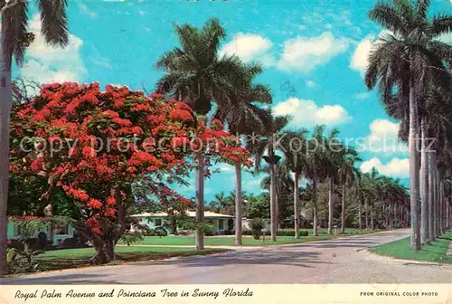 Miami Florida Royal Palm Avenue and Poinciana Tree  Kat. Miami