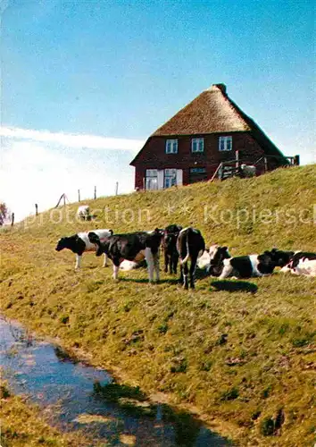 Schleswig Holstein Partie am Deich mit Kuhherde Kat. 