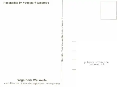 Walsrode Lueneburger Heide Rosenbluete Vogelpark Kat. Walsrode