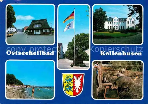 Kellenhusen Ostseebad Stradn Wildschweine Strassenpartie Kat. Kellenhusen (Ostsee)