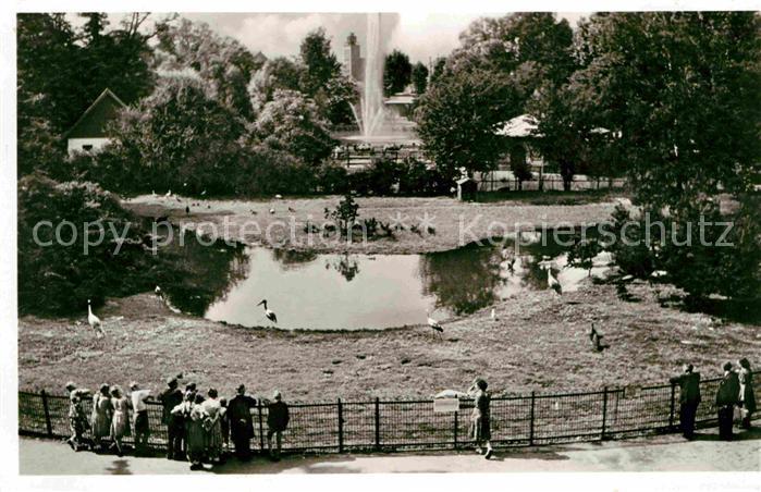 Frankfurt Main Zoologischer Garten Blick Auf Vogelwiese Und