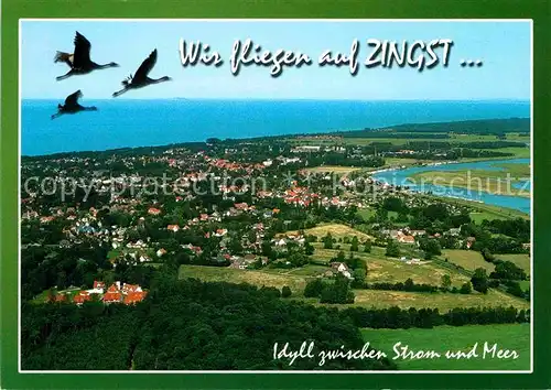 Zingst Ostseebad Schwaene Fliegeraufnahme Kat. Zingst Darss