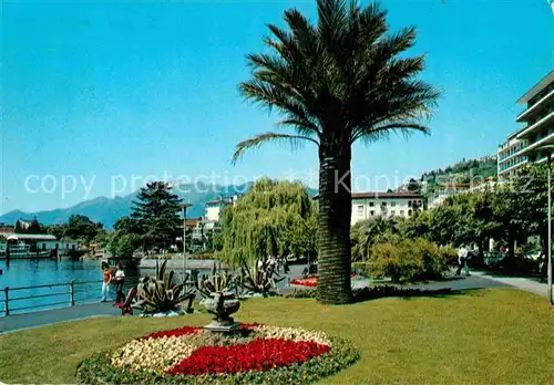Locarno Lago Maggiore See Promenade Palme