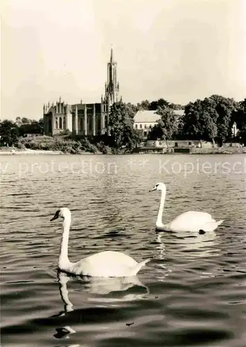 Malchow Seepartie mit Schwaenen Kat. Malchow Mecklenburg