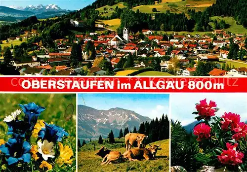 Oberstaufen Gesamtansicht mit Alpenpanorama Almvieh Kuehe Blauer Enzian Alpenflora Kat. Oberstaufen