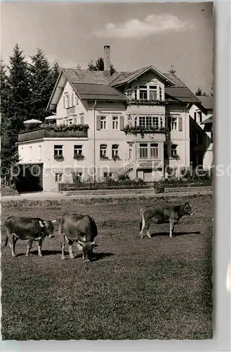 Oberstaufen Pension Rothmund Viehweide Kuehe Kat. Oberstaufen