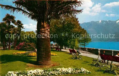 Locarno Lago Maggiore Lungolago Uferpromenade Palmen Alpen