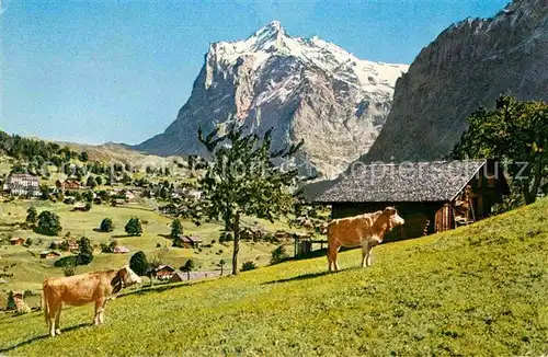 Grindelwald Almvieh Kuehe mit Wetterhorn Berner Alpen Kat. Grindelwald