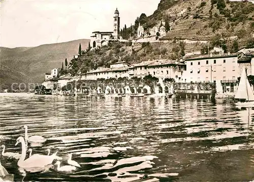 Morcote Lago di Lugano Ansicht vom Luganersee aus Schwaene