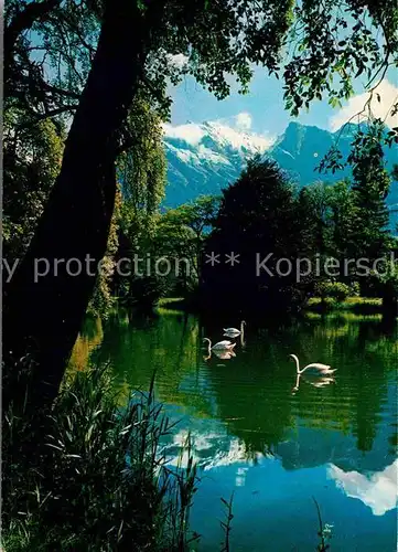 Bad Ragaz Giessensee Schwaene Falknis Raetikon Kat. Bad Ragaz