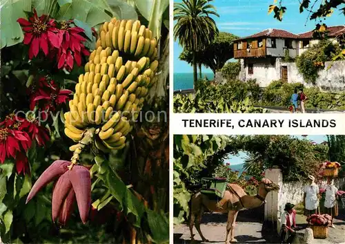 Tenerife Bananenstaude Camel Kat. Islas Canarias Spanien