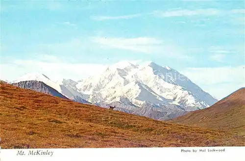 Mount McKinley Alaska showing a lone Caribou in foreground Denali National Park Kat. 