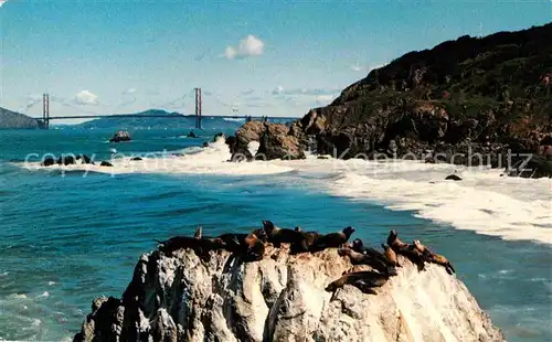 San Francisco California Seal Rocks and Golden Gate Bridge Kat. San Francisco