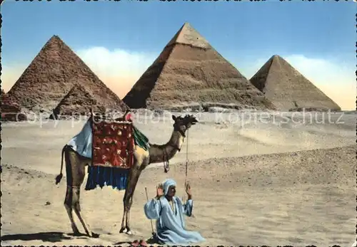 Kamele Prayer Pyramids of Giza  Kat. Tiere