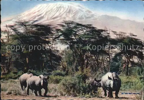 Nashorn Rhinoceros Mount Kilimanjaro Amboseli Kat. Tiere