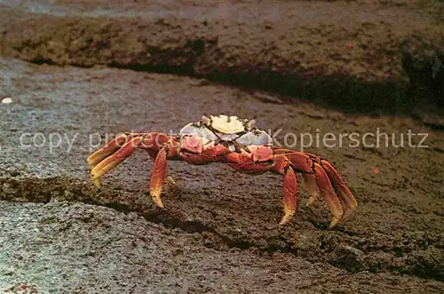 Meerestiere Rote Klippenkrabbe Sally Light Foot Crab Galapagos Ecuador  Kat. Tiere