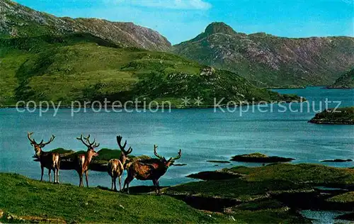 Hirsch Royal Stag Vevet Scottish Highlands Kat. Tiere