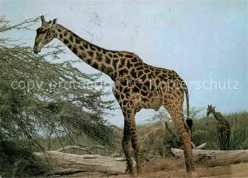 Giraffe Maasai Giraffe  Kat. Tiere