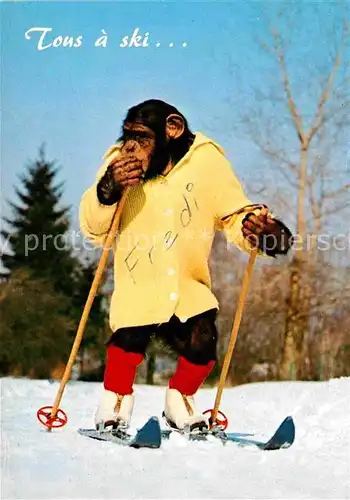 Affen Charlie Skifahren   Kat. Tiere