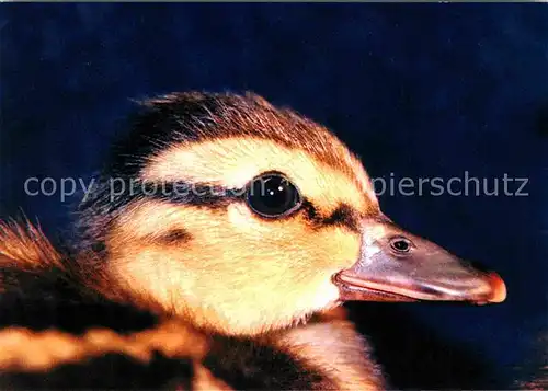 Enten Tier Rettungsdienst Winkel  Kat. Tiere