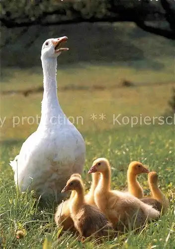 Tiere Hausgans Kueken Goose Oie  Kat. Tiere