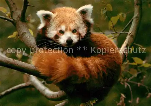 Tiere Kleiner Panda Katzenbaer Zoo Zuerich  Kat. Tiere