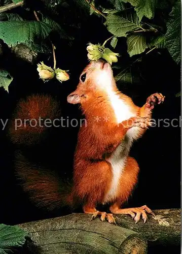 Eichhoernchen Ecureuil Red Squirrel Sciurus Vulgaris Kat. Tiere
