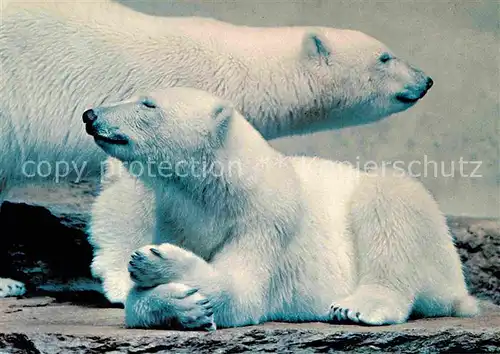 Eisbaer Zoo Zuerich Ours Blancs Polar Bears Kat. Tiere
