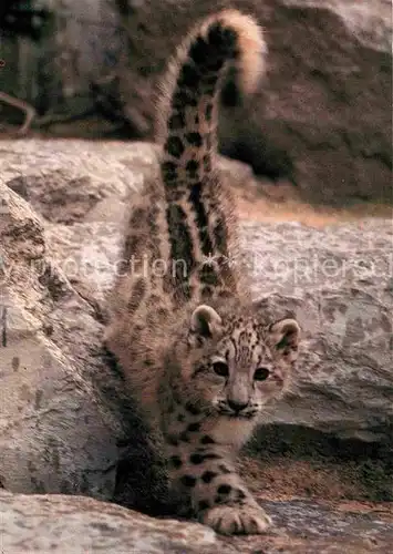 Tiere Junger Schneeleopard Zoo Zuerich  Kat. Tiere